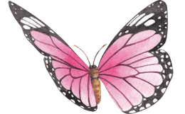 Pink Butterfly