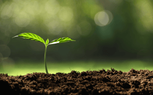 Planting Seedling