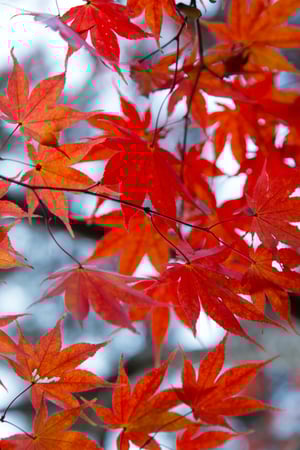 Red_Leaves