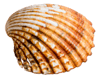Summer Vibes Brown Shell