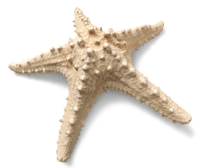 Summer Vibes Starfish